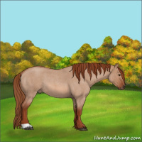 Horse Color:Red Dun Roan Rabicano 