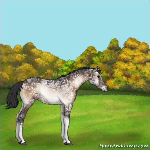 Horse Color:Brown Ice Onyx 