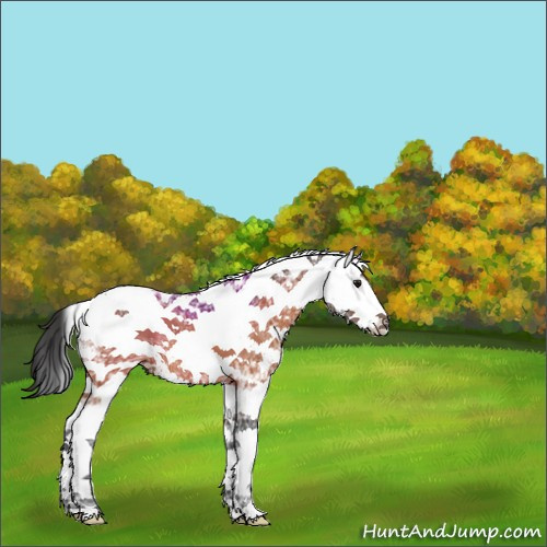 Horse Color:White Spotted Bay Ice 