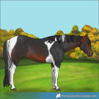 Horse Color:Brown Tobiano