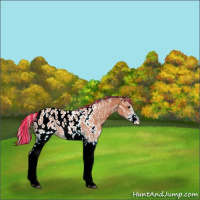 Horse Color:Painted White Spotted Silver Bay Ice Appaloosa 