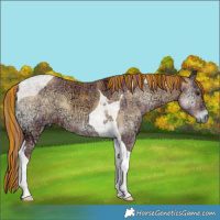 Horse Color:Painted Plaid  Red Onyx Ice Tobiano 