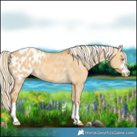Horse Color:Palomino Dun Appaloosa