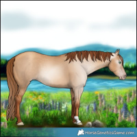 Horse Color:Gray Gold Champagne Dun 