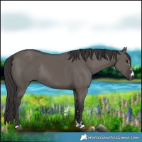 Horse Color:Smoky Grullo Rabicano 