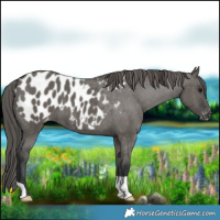 Horse Color:Grullo Appaloosa 