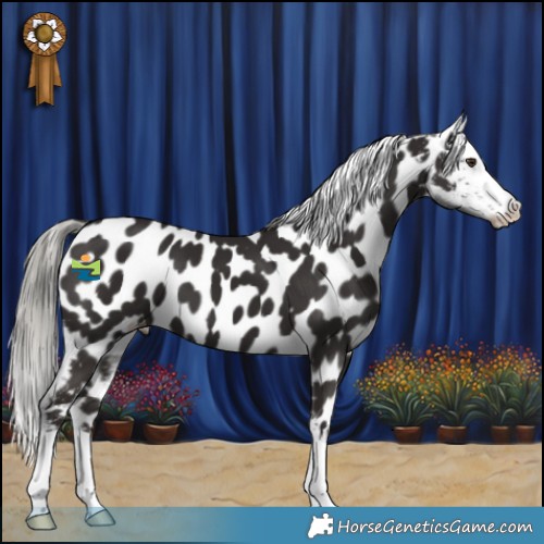 Horse Color:Liver Chestnut Mushroom Appaloosa 