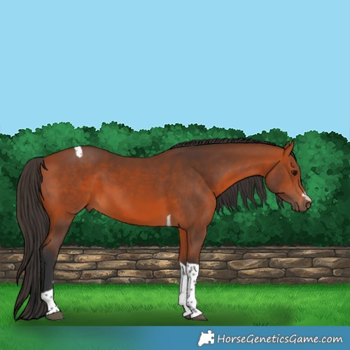 Horse Color:Bay Tobiano 