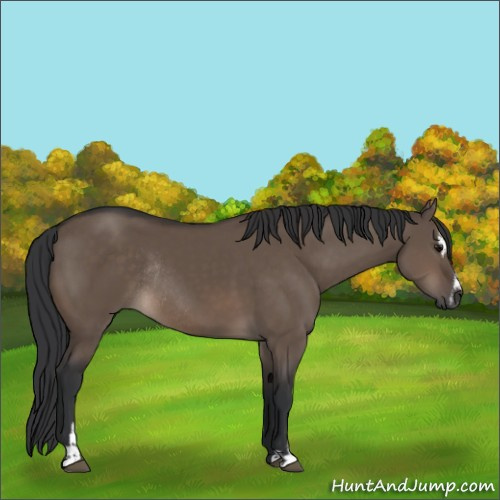 Horse Color:Brown Dun Sabino Rabicano 