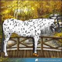 Horse Color:Black Near Leopard 