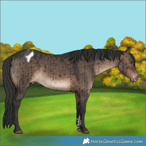 Horse Color:Brown Dun Appaloosa Brindle 