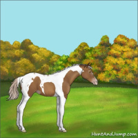 Horse Color:Gray Silver Classic Champagne Tobiano 