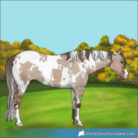 Horse Color:White Spotted Liver Red Dun Varnish 