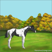 Horse Color:Black Tobiano 