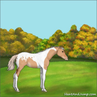 Horse Color:Silver Bay Dun Tobiano Appaloosa 