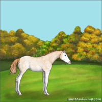 Horse Color:White Spotted Buckskin Pearl Splash 