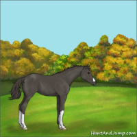 Horse Color:Smoky Black 