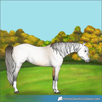 Horse Color:Gray Buckskin Dun Splash