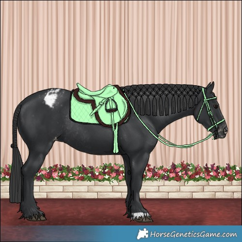 Horse Color:Black Appaloosa Rabicano 