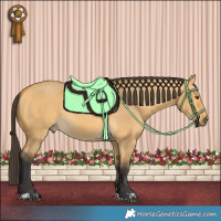 Horse Color:Buckskin Dun 