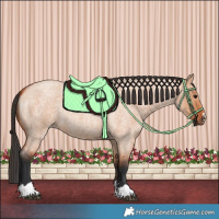 Horse Color:Bay Roan Dun 