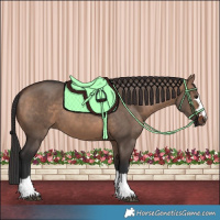Horse Color:Brown Dun