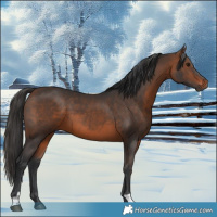 Horse Color:Brown 