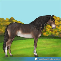 Horse Color:Liver Chestnut Tobiano 
