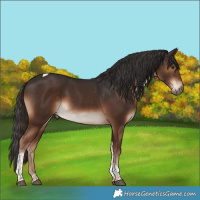 Horse Color:Liver Chestnut Tobiano 