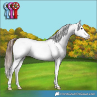 Horse Color:Bay Splash Near Fewspot Rabicano 
