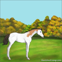 Horse Color:Bay Splash Appaloosa Rabicano 