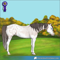 Horse Color:Bay Ice Roan Splash Appaloosa Rabicano
