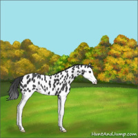 Horse Color:Black Splash Appaloosa 