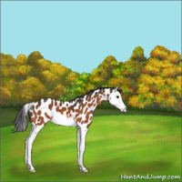 Horse Color:Bay Splash Leopard 