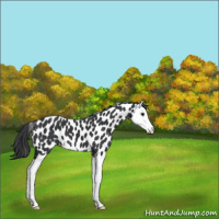 Horse Color:Black Splash Appaloosa 