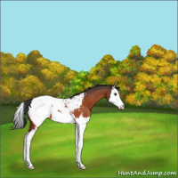 Horse Color:Bay Splash Appaloosa 
