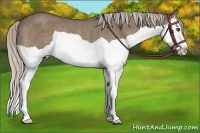 Horse Color:Silver Grullo Splash Rabicano 