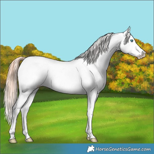 Horse Color:Red Roan Splash Appaloosa Rabicano 