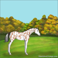 Horse Color:Bay Roan Splash Appaloosa