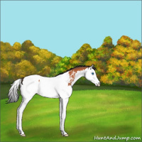 Horse Color:Bay Splash Appaloosa