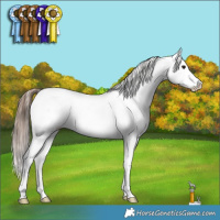 Horse Color:Bay Roan Splash Appaloosa 