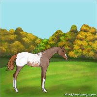 Horse Color:Red Roan Appaloosa 