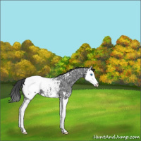 Horse Color:Black Ice Splash Appaloosa 