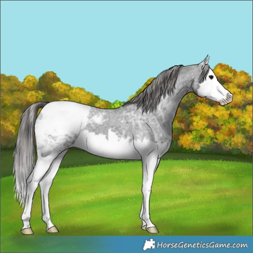 Horse Color:Black Ice Splash Appaloosa 
