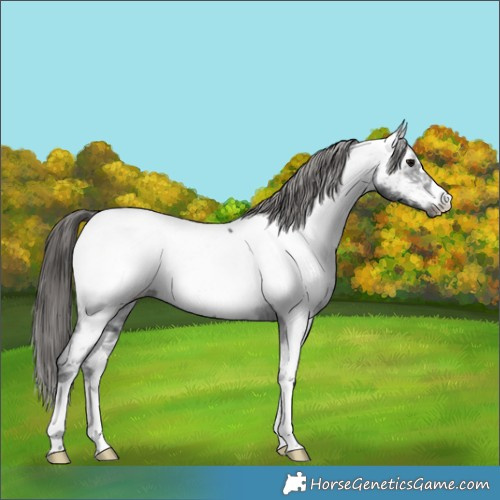 Horse Color:Black Ice Appaloosa 