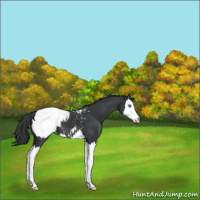 Horse Color:Black Splash Near Fewspot 