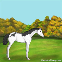 Horse Color:Black Splash Appaloosa 