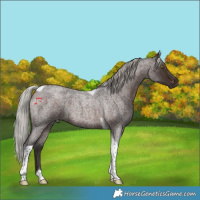 Horse Color:Silver Brown Roan Tobiano 