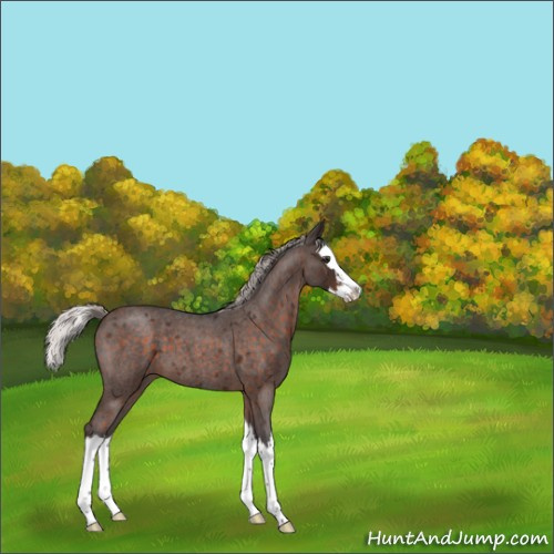 Horse Color:Silver Brown Roan Splash 