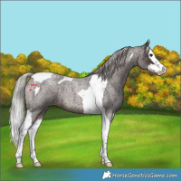 Horse Color:Silver Brown Roan Splash Tobiano 